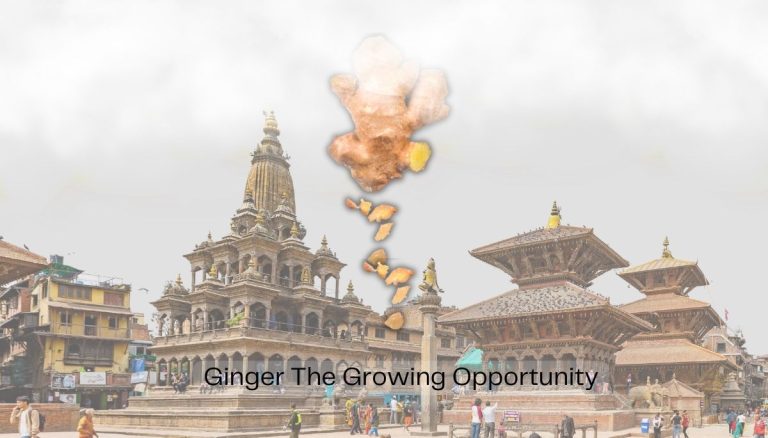 Ginger-In-Nepal